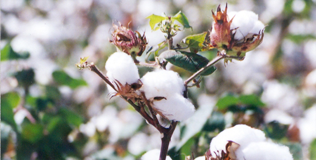 Fotos archivo EL HERALDO