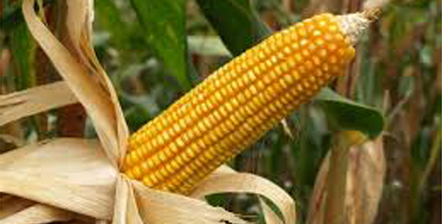 Fotos archivo EL HERALDO