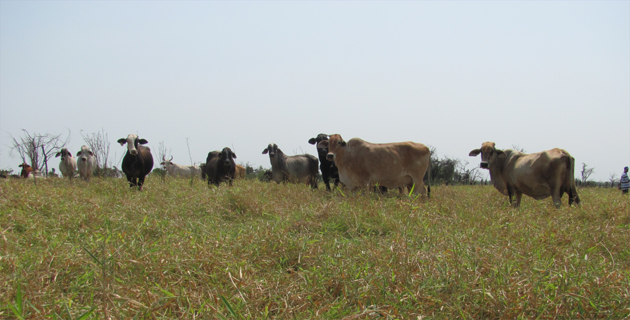 Fotos archivo EL HERALDO