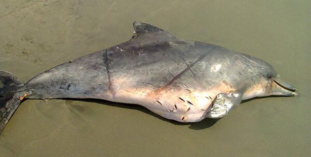 Fotos archivo EL HERALDO