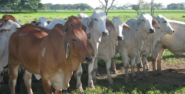 Fotos archivo EL HERALDO