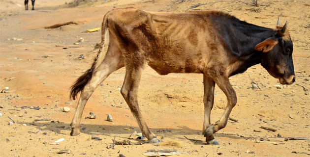 Fotos archivo EL HERALDO