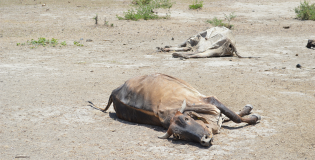 Fotos archivo EL HERALDO