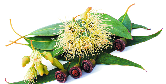 Fotos archivo EL HERALDO