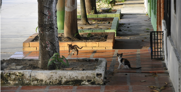 Fotos archivo EL HERALDO