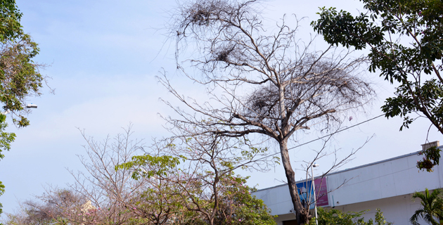 Fotos archivo EL HERALDO